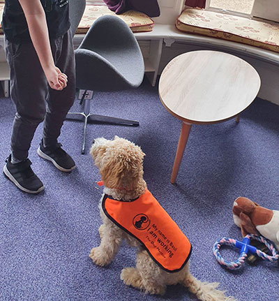 Quorn Hall School Basil the support dog