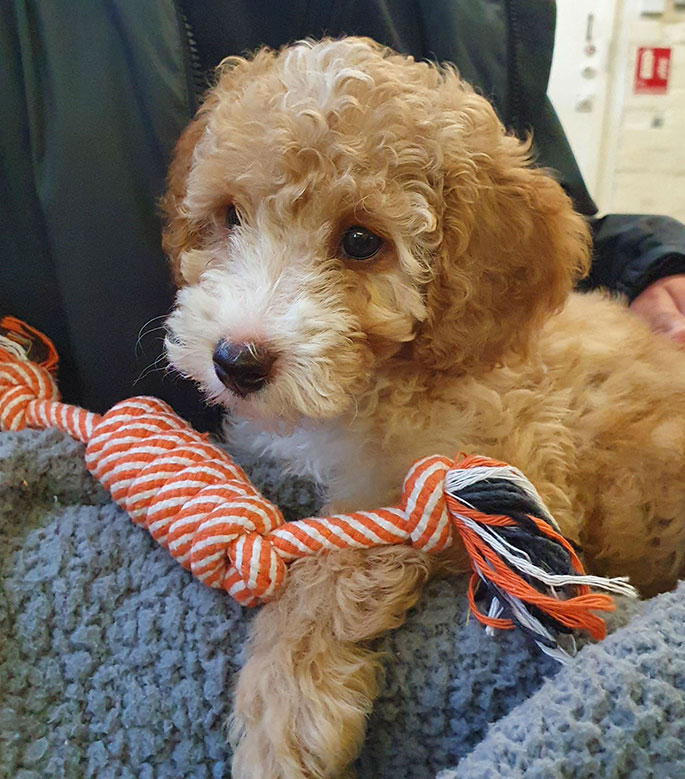 Quorn Hall School Basil the support dog