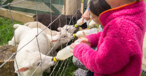 North Hayne Farm is an award-winning, perfect farm holiday destination